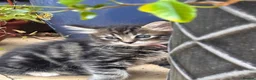 Mixed Breed cats for sale: 6 beautiful kittens. Excellent colours - Advert 3