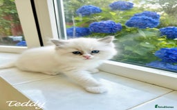 Ragdoll cats for sale: Gorgeous Fluffy Ragdoll Kittens  - Advert 8