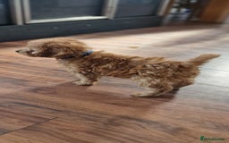 Cockapoo dogs for sale: Cockapoo - Image 5