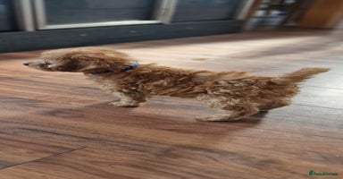 Cockapoo dogs - Advert 16