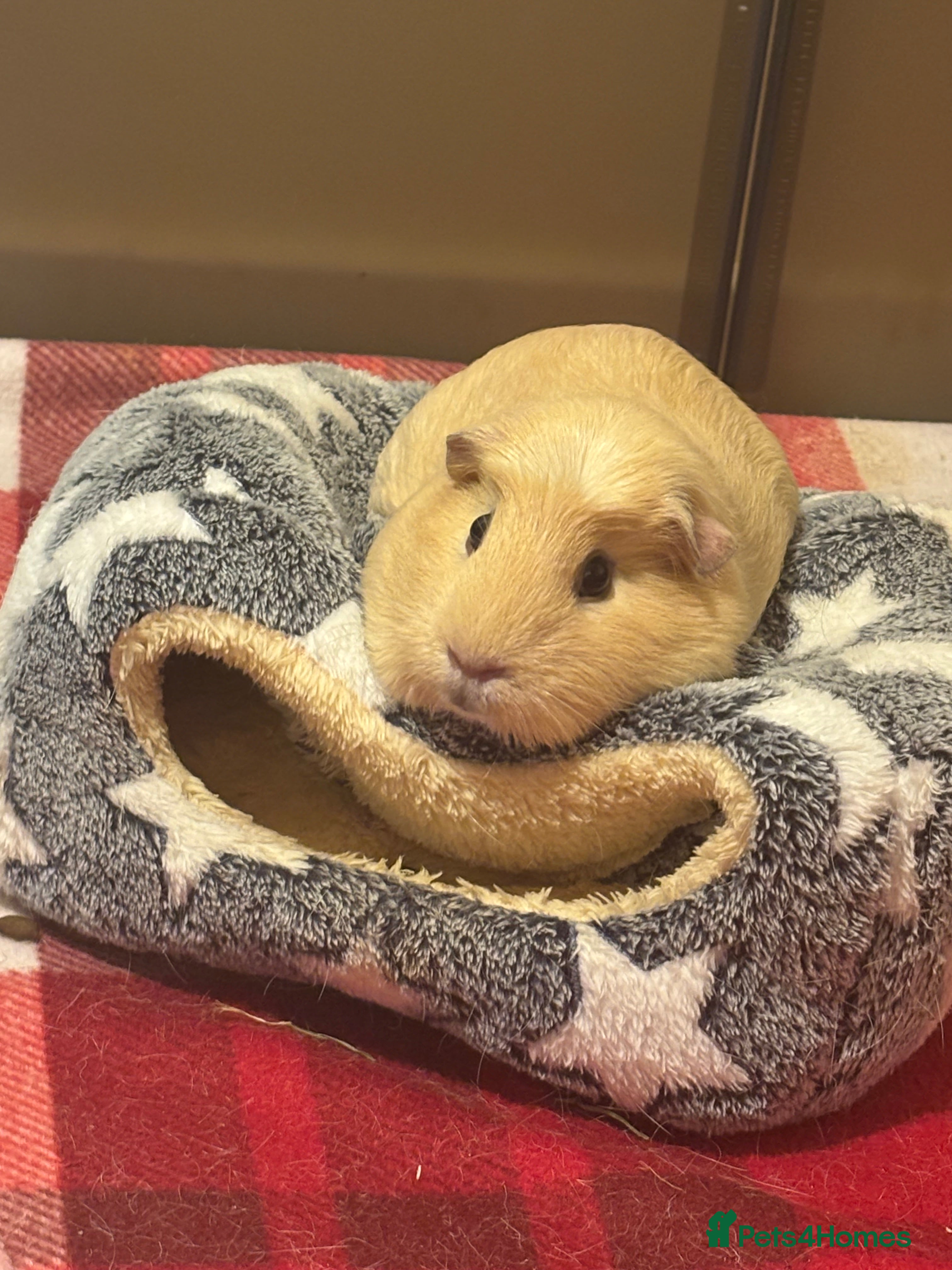 Guinea Pig rodents  female guinea pigs - Advert 17