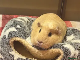 Guinea Pig rodents female guinea pigs - Advert 17