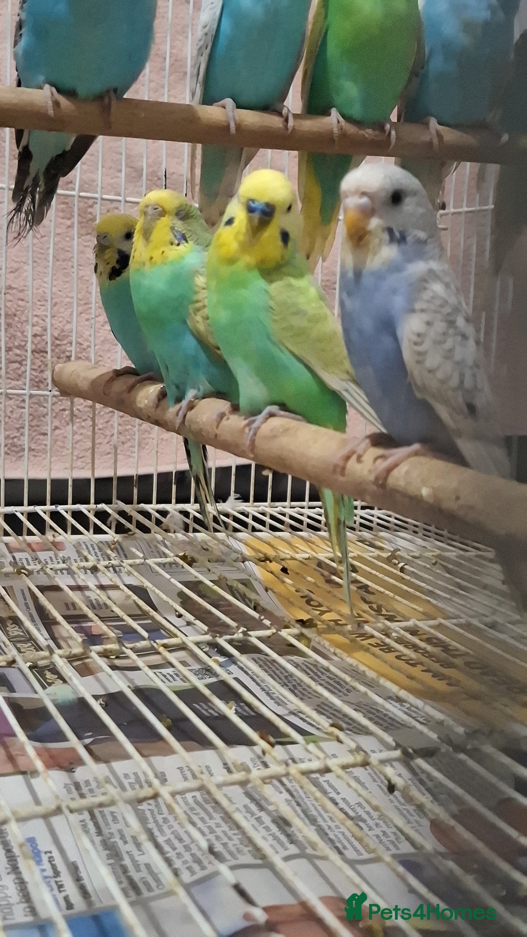Budgerigars birds for sale: Budgies for sale  - Advert 8