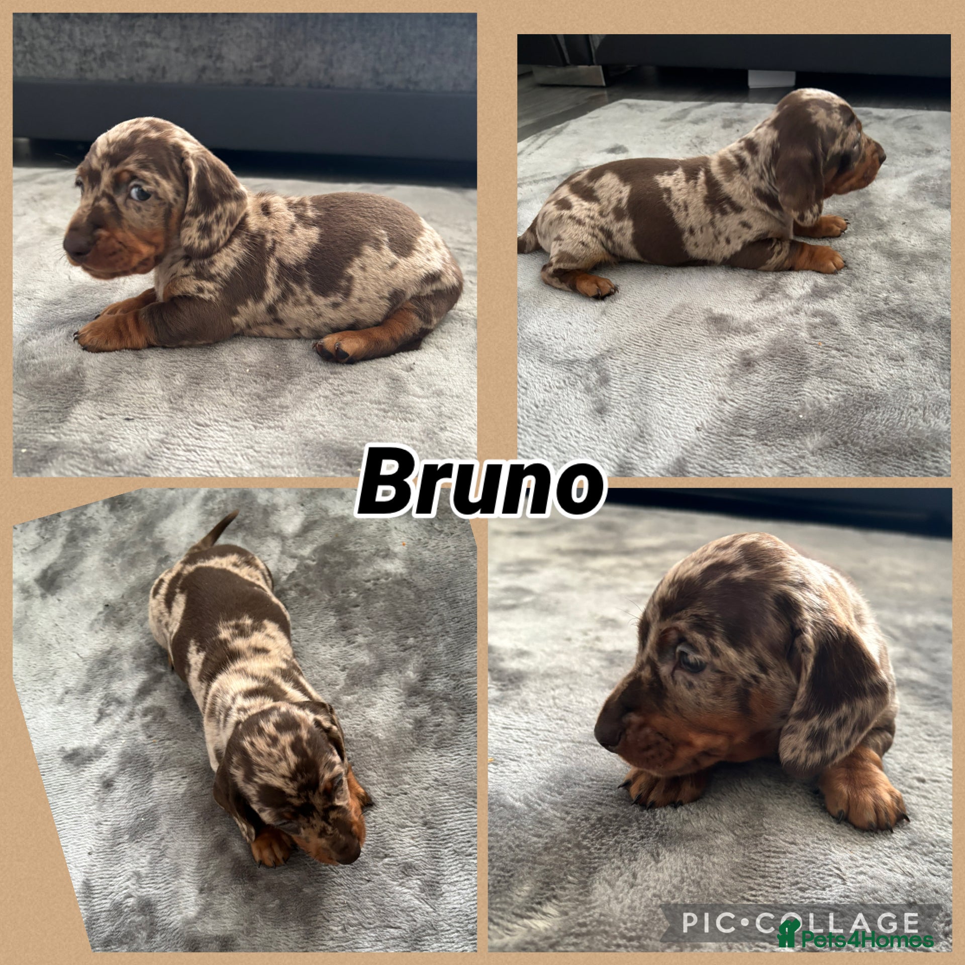 Miniature Dachshund dogs Minutare daschund pups  - Advert 1