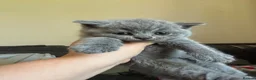 British Shorthair cats for sale: British blue shorthair GIRLS ready 20th June  - Advert 16