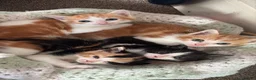 Domestic Shorthair cats for sale: 3x kittens available for loving forever home - Advert 7