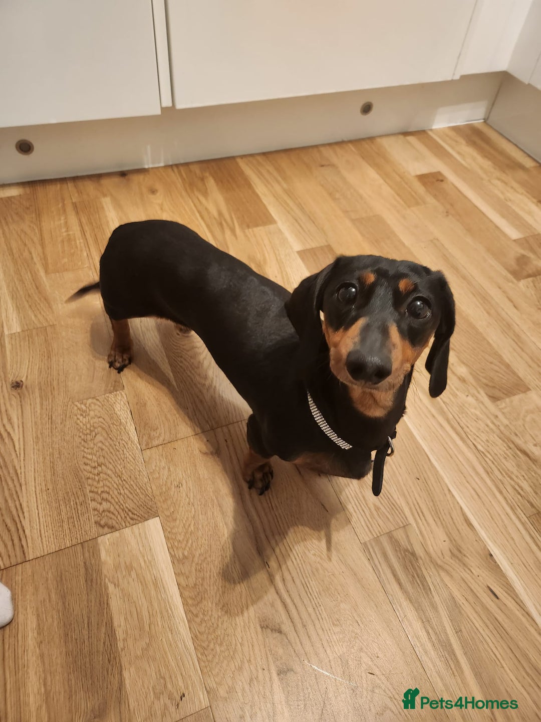 Dachshund dogs for sale: Female Dachshund for Sale – Loving Family Dog - Advert 2