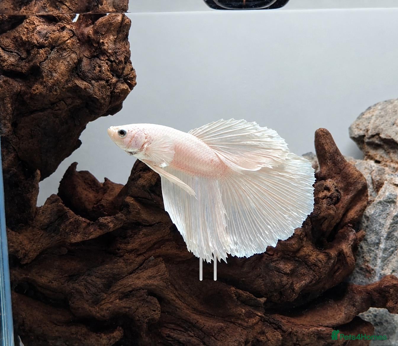 Bettas fish Betta Transformation Project 💫✨️ - Advert 1
