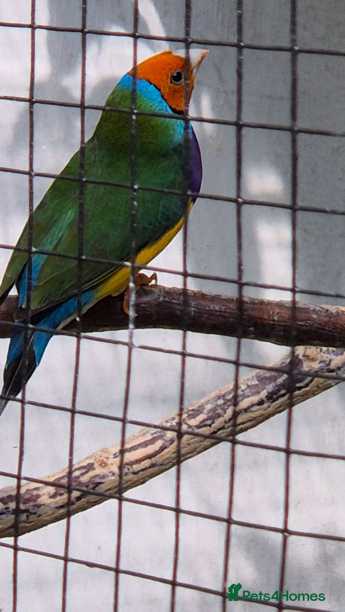 Finches birds Gouldian finches - Advert 5