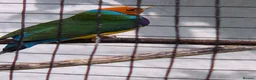 Finches birds for sale: Gouldian finches - Advert 1