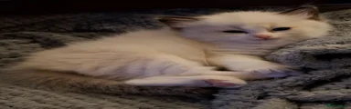 Ragdoll 2