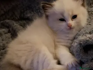 Ragdoll cats Two beautiful sealpoint ragdoll kittens for sale - Advert 1