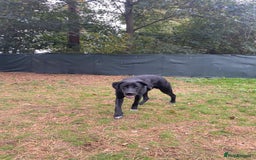 Mixed Breed dogs for adoption: Meet BLUE !  A Labrador-mix Boy for a Loving Home - Image 34