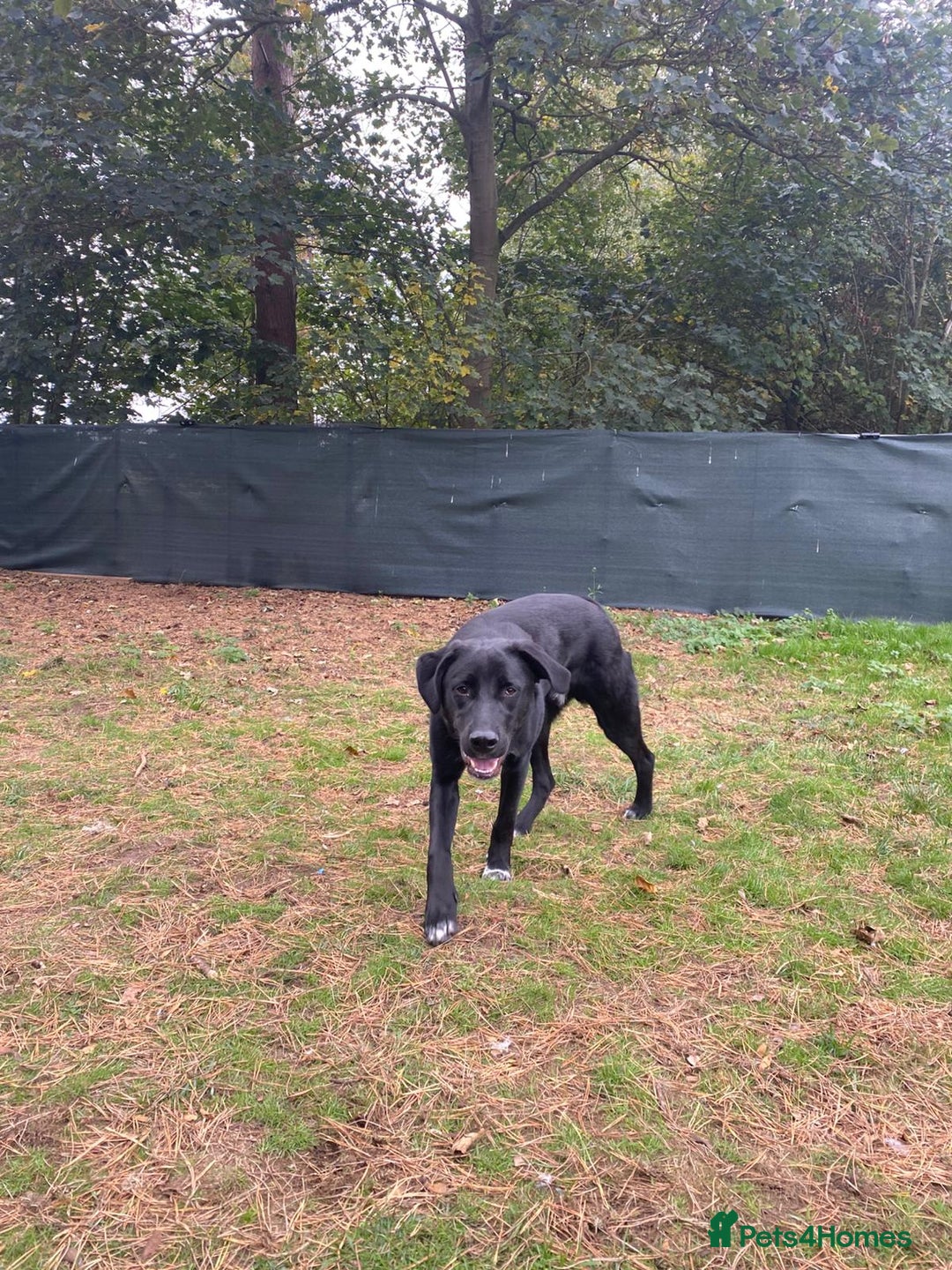 Mixed Breed dogs for adoption: Meet BLUE !  A Labrador-mix Boy for a Loving Home - Advert 34