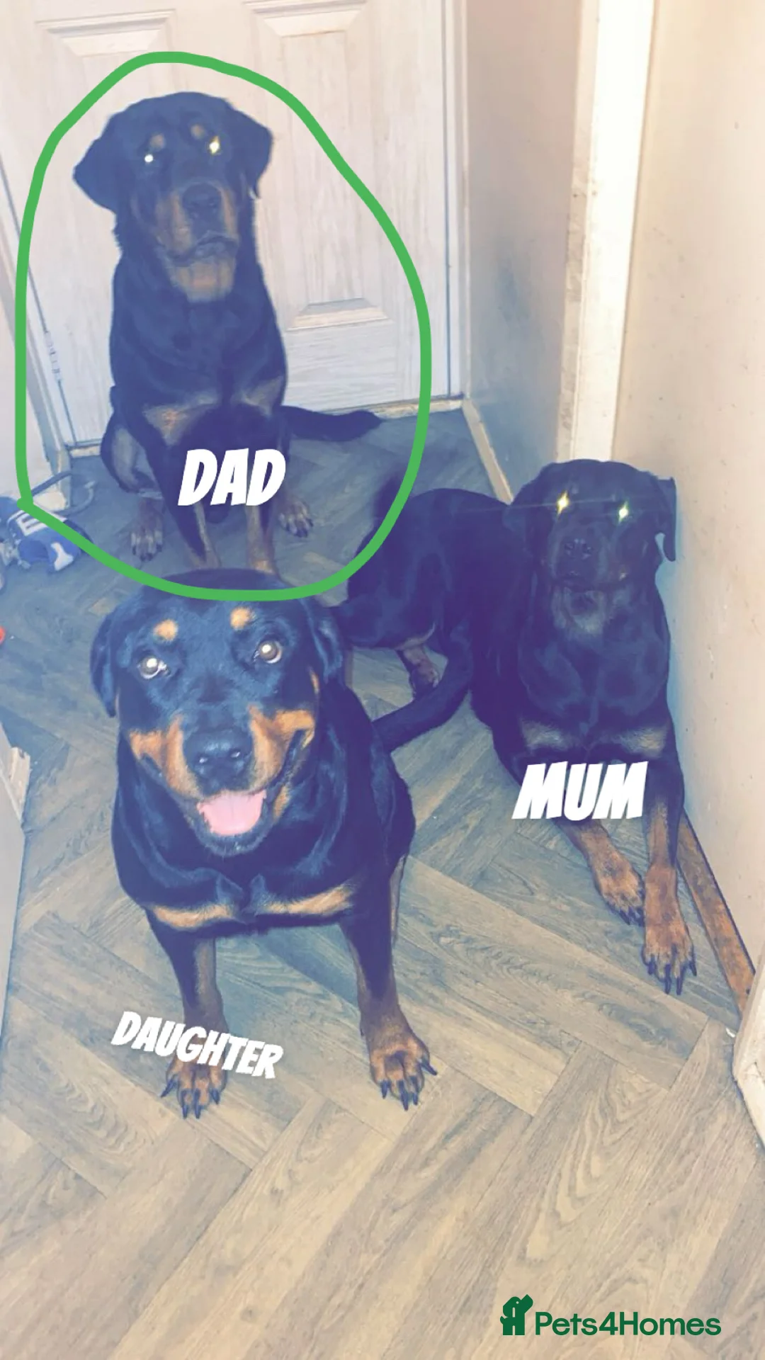 Rottweiler dogs for stud: Rottweiler for stud  in Mansfield - Advert 2