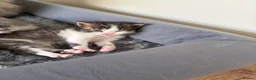 Maine Coon cats for sale: Maincoon kittens  - Advert 7