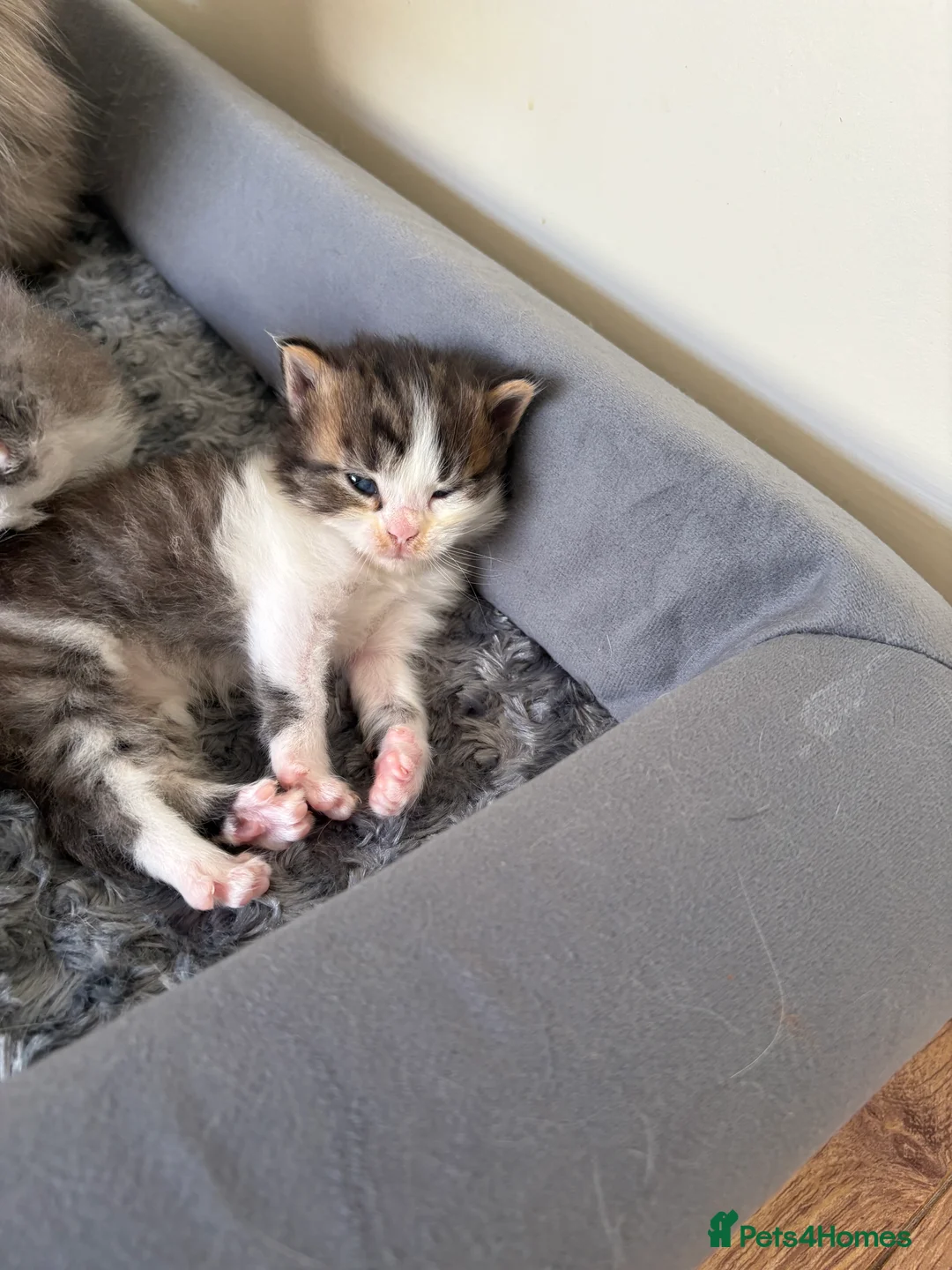 Maine Coon cats for sale: Maincoon kittens  - Advert 7