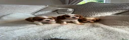 Cavalier King Charles Spaniel dogs for sale: Cavalier King Charles pups - Advert 9