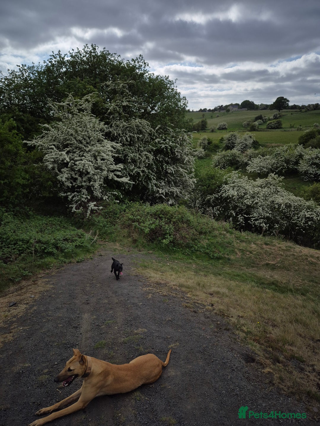 Mixed Breed dogs for sale: Surluki bull is  - Image 7