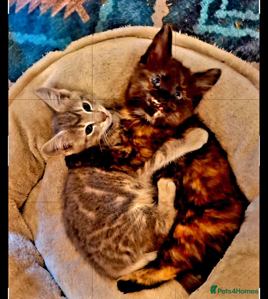 Mixed Breed cats Beautiful Kittens 😻 - Advert 1