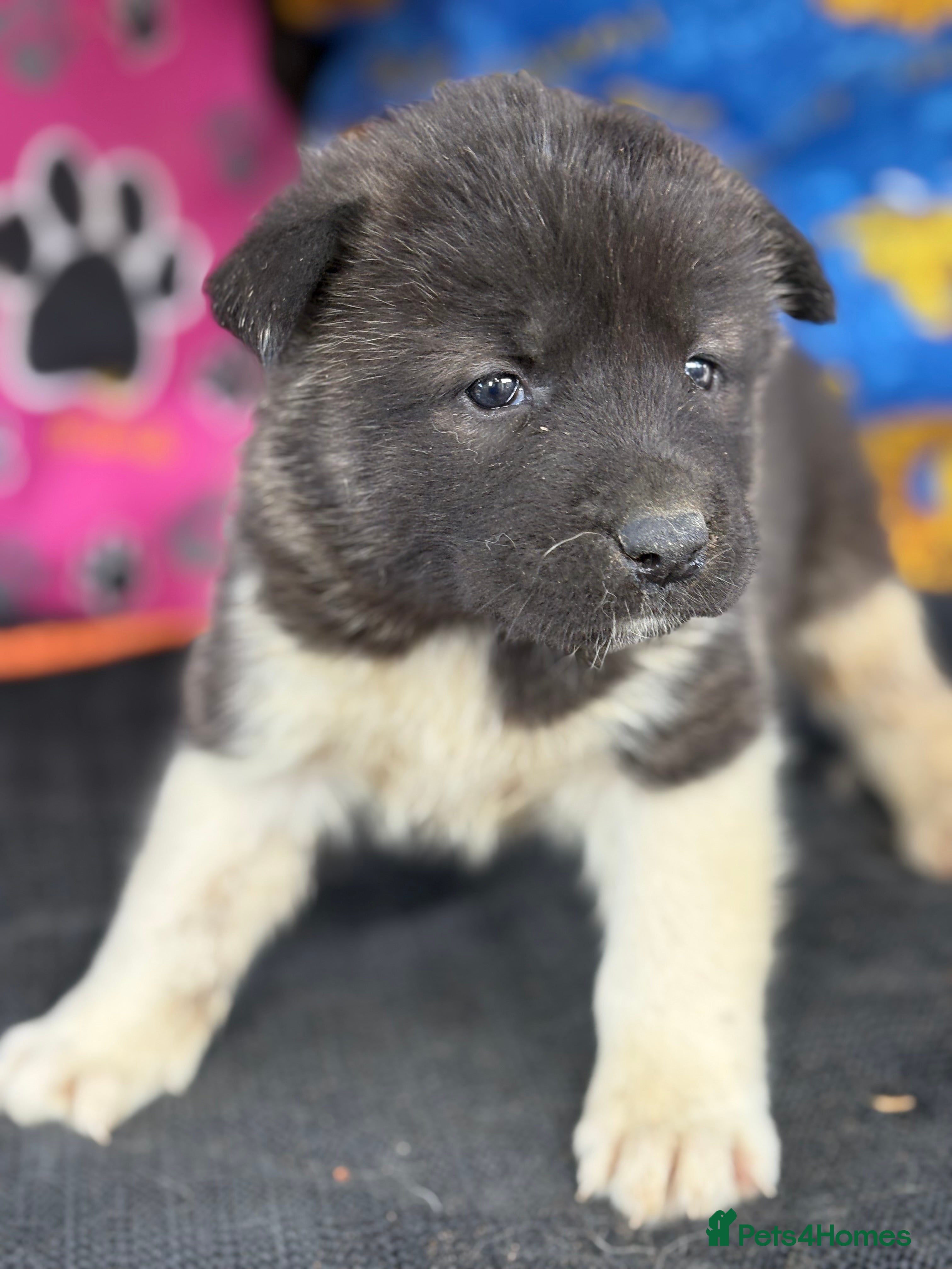 Akita dogs KC registered American Akita Puppies - Advert 2