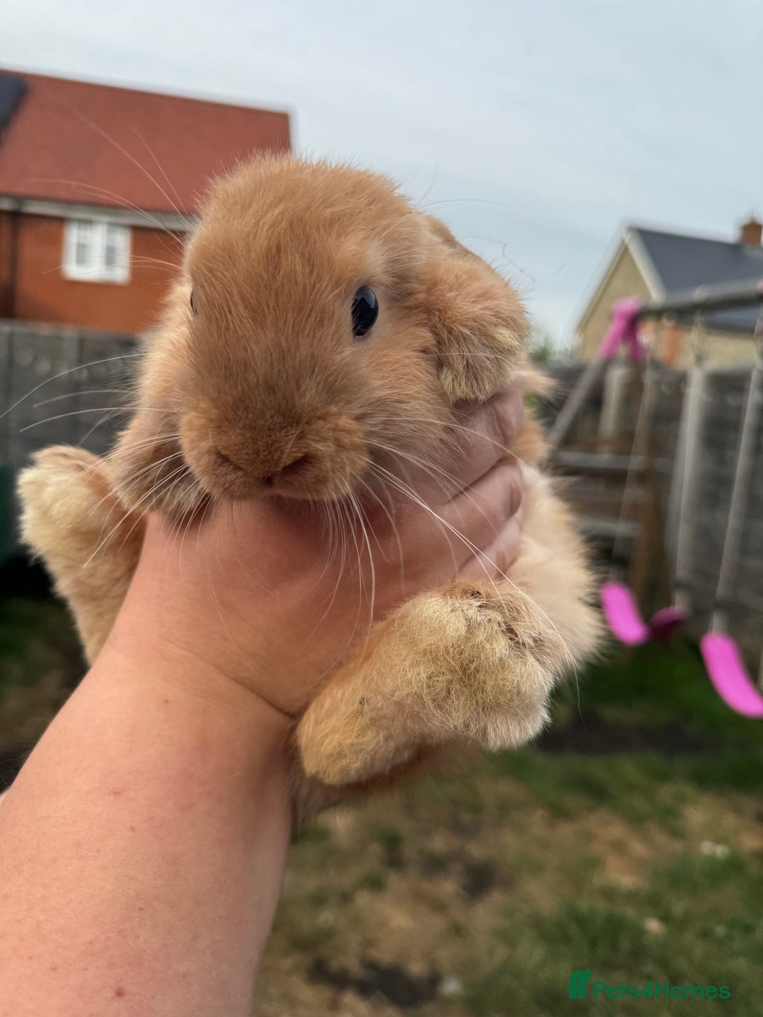 Mini Lop rabbits for sale: 2 mini lop girls available  - Image 11