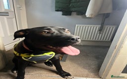 Mixed Breed dogs for sale: Female Cane Corsa Cross Presi  - Image 2