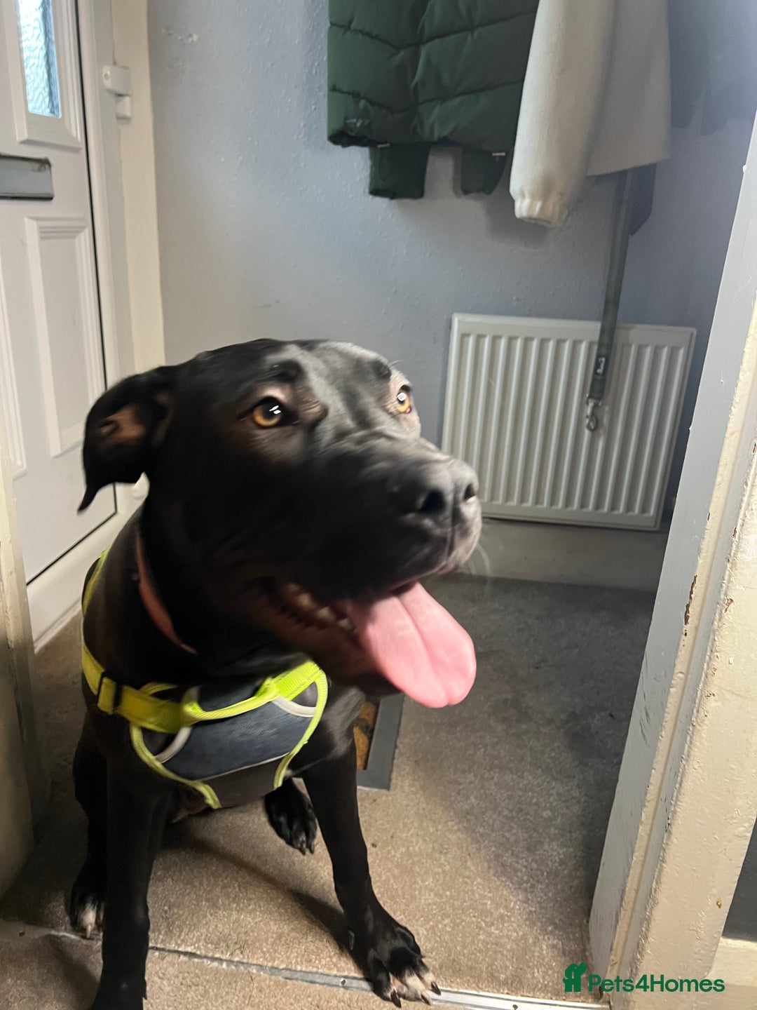 Mixed Breed dogs for sale: Female Cane Corsa Cross Presi  - Image 2