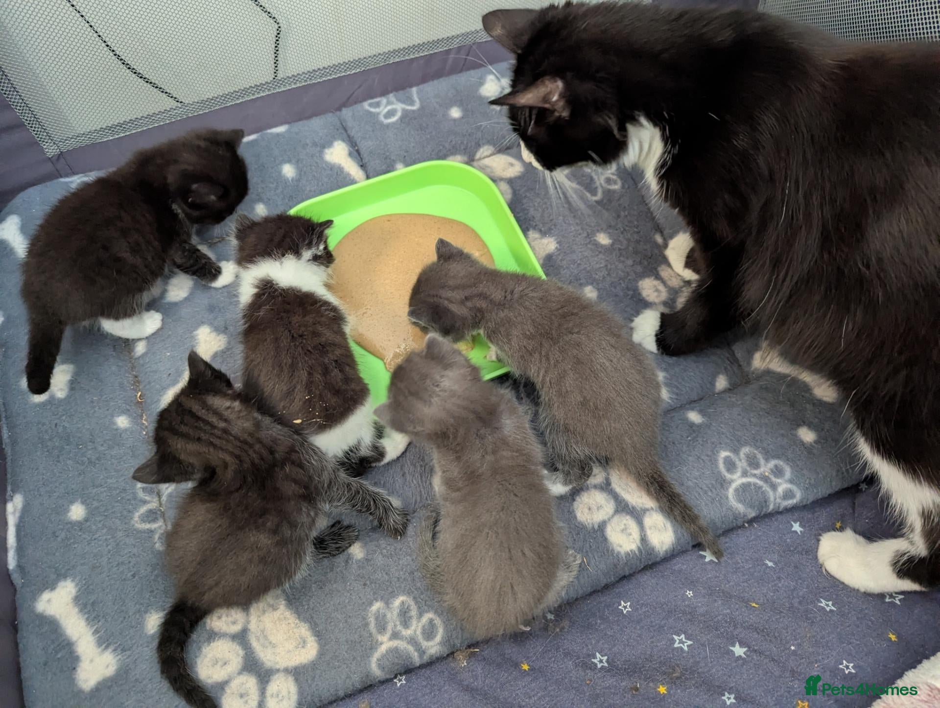 Mixed Breed cats Kittens - Advert 1