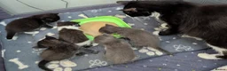 Mixed Breed cats for sale: Kittens in Worthing - Advert 4