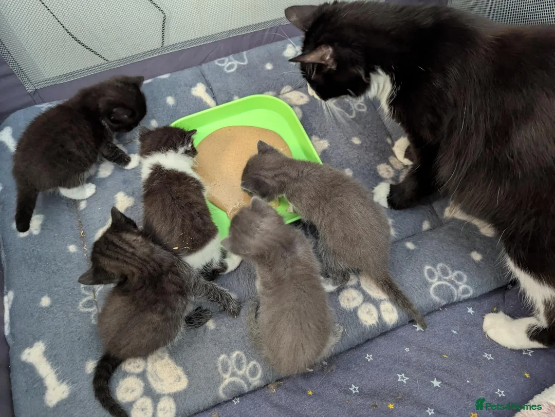 Mixed Breed cats for sale: Kittens in Worthing - Advert 4