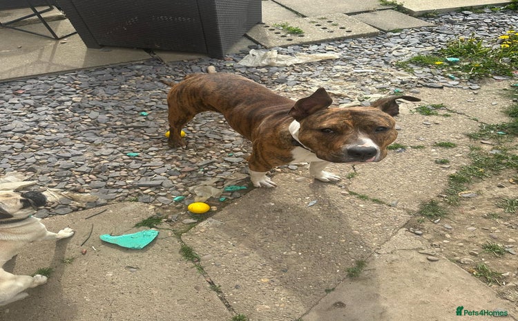 Mixed Breed dogs - Advert 2
