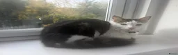 Domestic Shorthair cats for sale: 6 month old male cat for sale - Advert 2