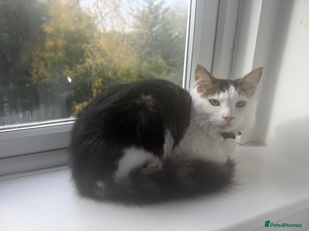 Domestic Shorthair cats for sale: 6 month old male cat for sale - Advert 2