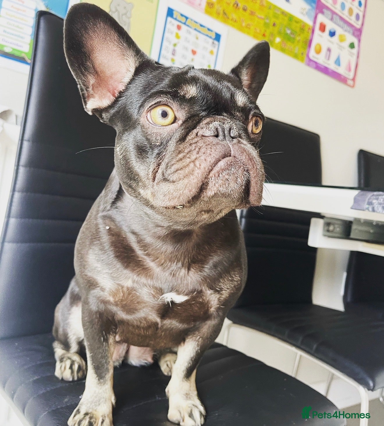 French Bulldog dogs Chocolate and Tan girl frenchie  - Advert 12