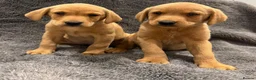 Labrador Retriever dogs for sale: FOX RED PUPPIES - Advert 6