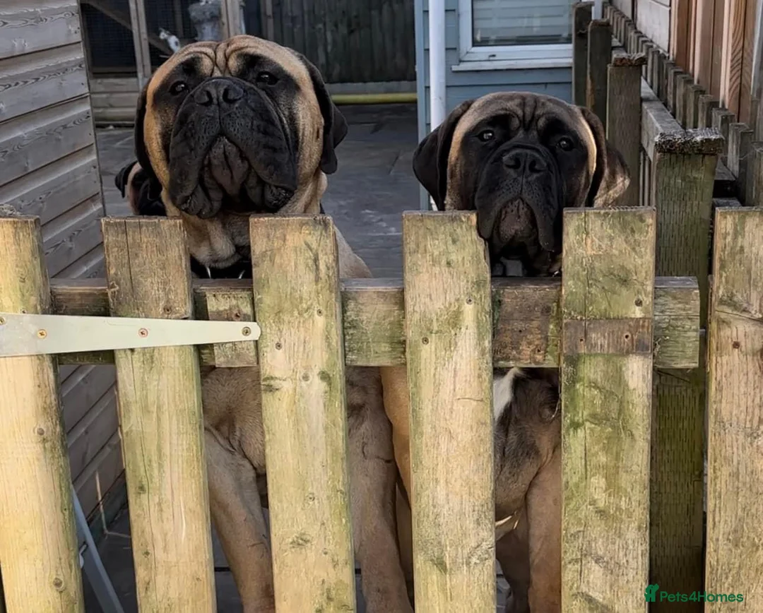 Bullmastiff dogs for stud: ASBORN BULLMASTIFF STUD in Witham - Advert 6