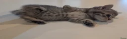 Mixed Breed cats for sale: Scottish straight, turquoise shell adorable 🥰  - Advert 36