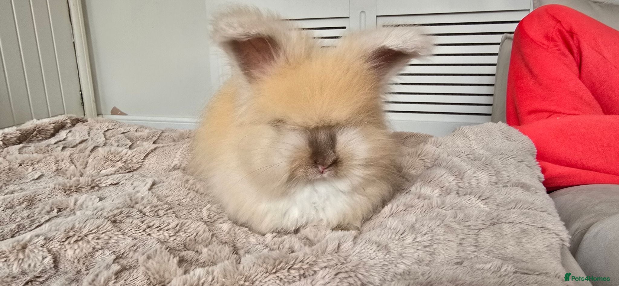 Angora rabbits 🐰English angora last boy ready now🐰 - Advert 11