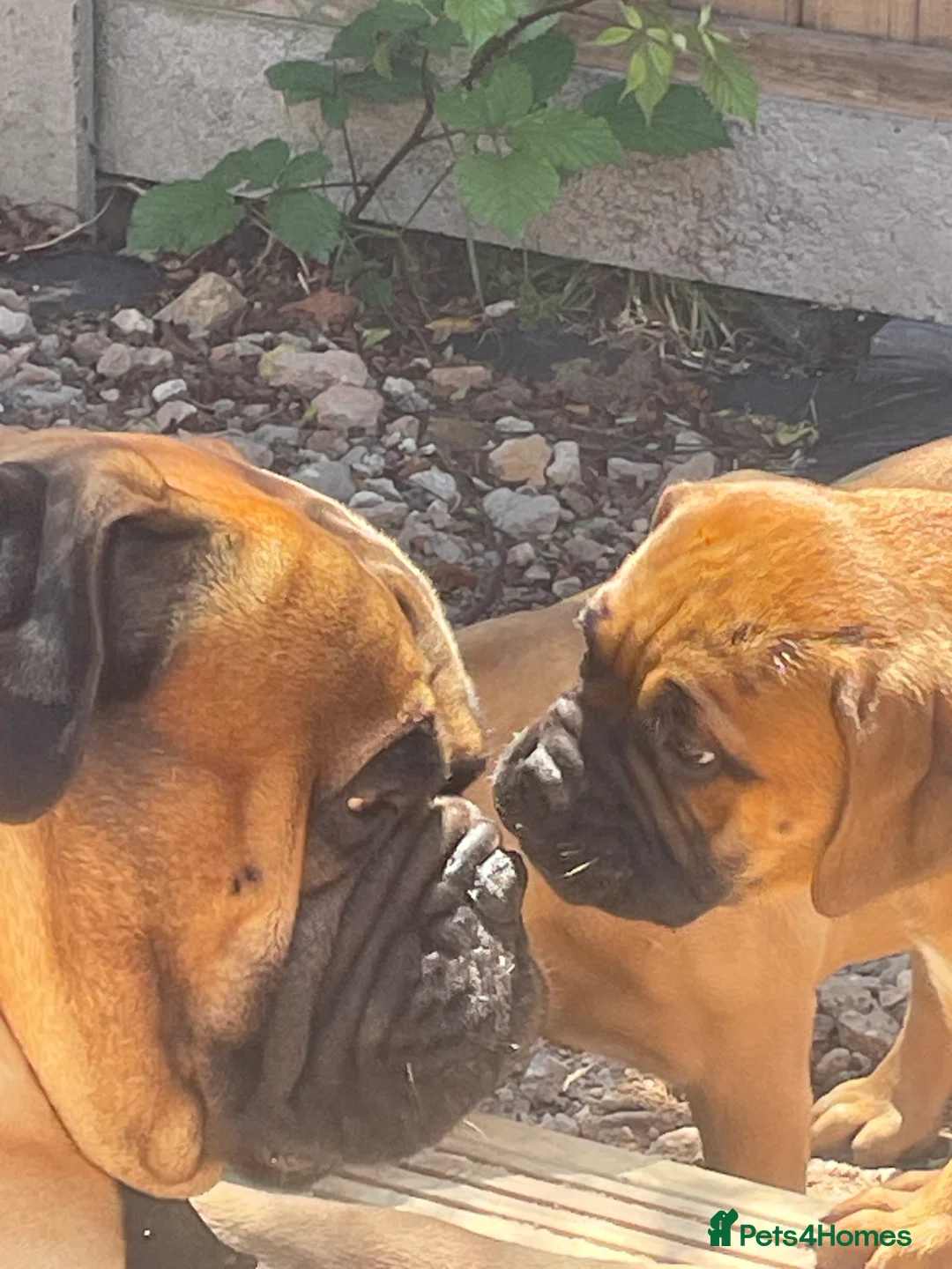 Bullmastiff dogs for sale: Stunning bullmastiff puppies  - Advert 3