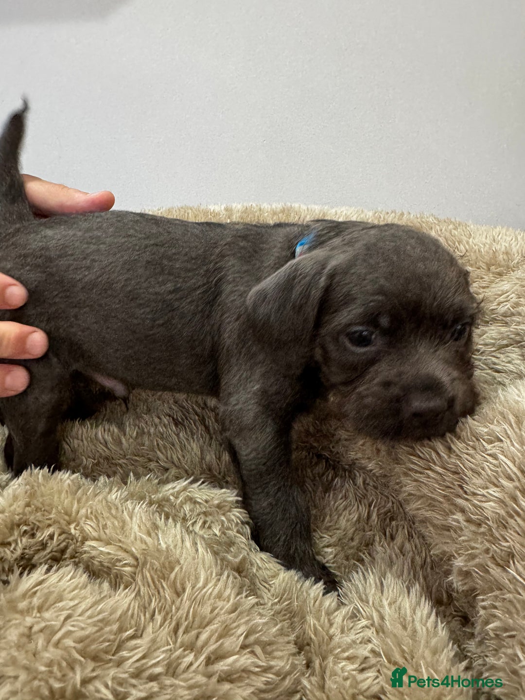 Mixed Breed dogs for sale: French bulldog x cockapoo - Image 6