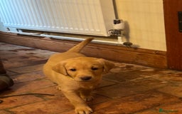 Labrador Retriever dogs for sale: 6 Pedigree Fox Red Labrador Puppies - Image 29