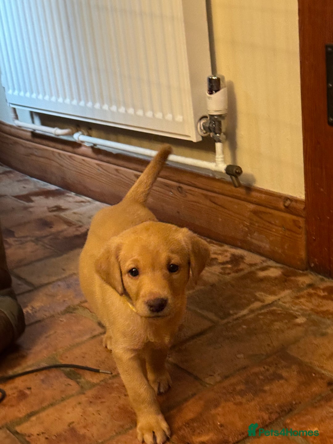 Labrador Retriever dogs for sale: 6 Pedigree Fox Red Labrador Puppies - Image 29