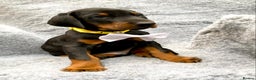 Dobermann dogs for sale: KC REGISTERED DOBERMAN ( 11 months old : Intact) - Advert 17