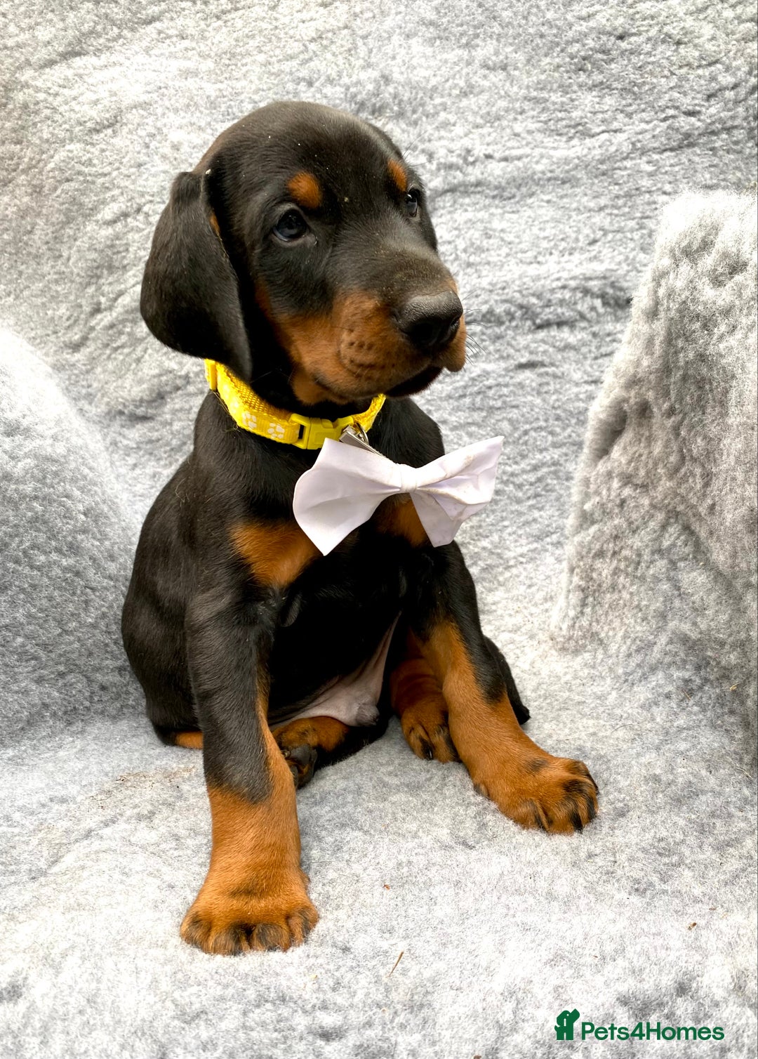 Dobermann dogs for sale: KC REGISTERED DOBERMAN ( 11 months old : Intact) - Advert 17