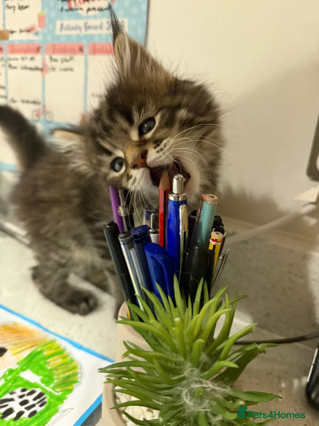 Maine Coon cats for sale: Maine coon kitten - Advert 5