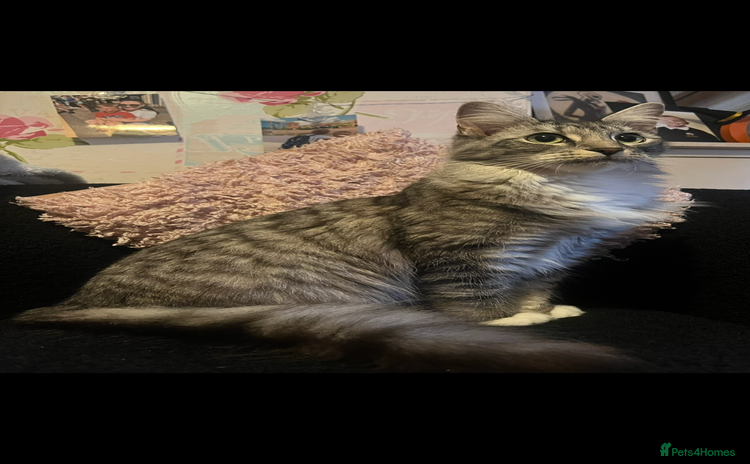 Domestic Shorthair cats - Advert 3
