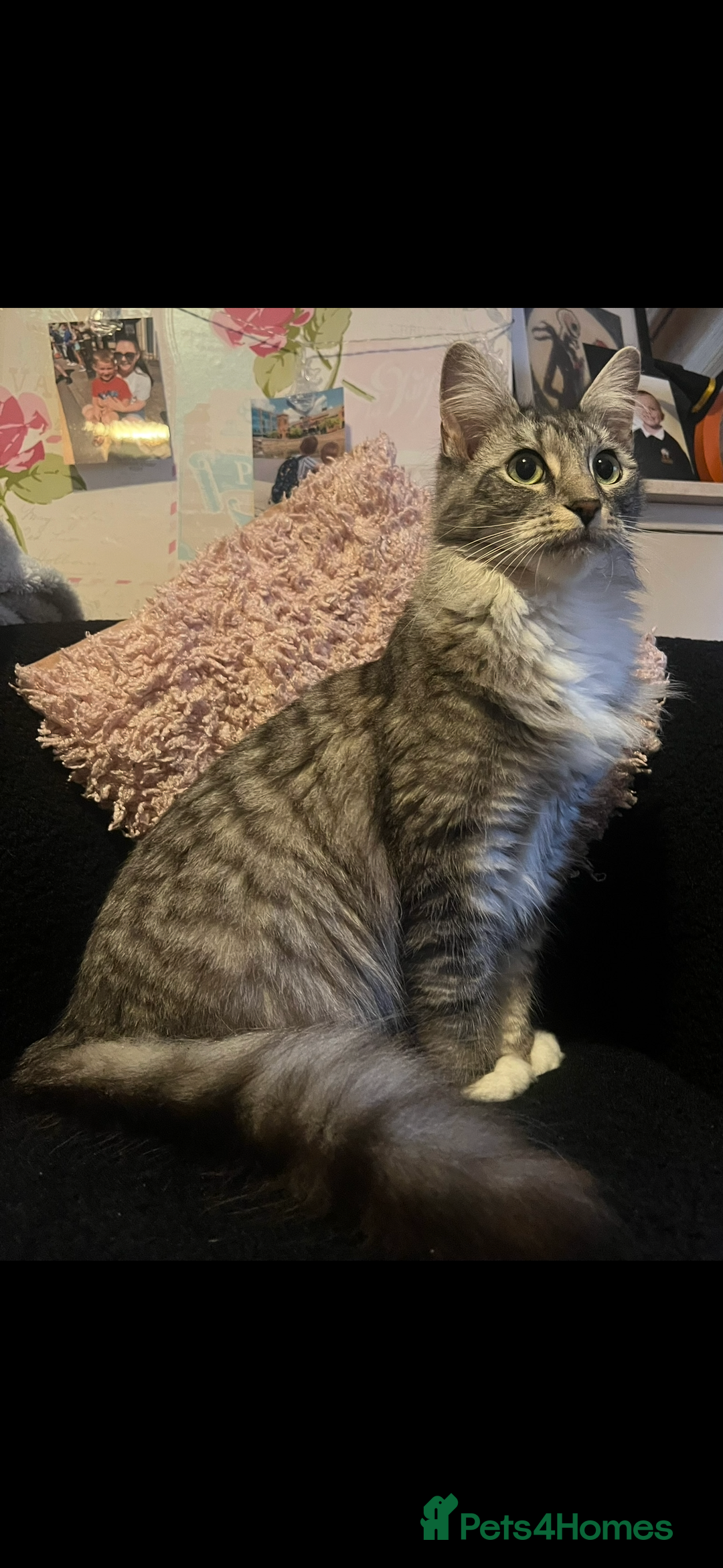 Domestic Shorthair cats for sale: 2 boys and 1 girl!  - Image 1