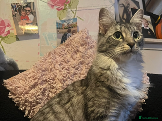 Domestic Shorthair cats - Advert 22