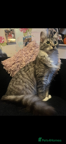 Domestic Shorthair cats - Advert 9